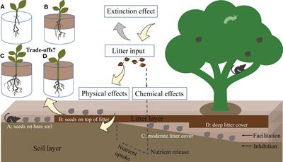 Tree seedling growth allocation of Castanopsis kawakamii is determined by seed-relative positions